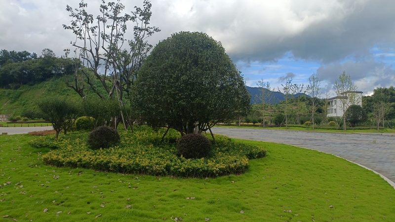 江苏苗木种植每亩成本解析：影响因素与合理预算**