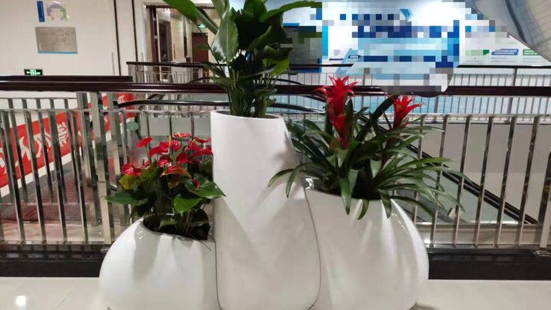 成都苗木种植技术：视频教程详解**