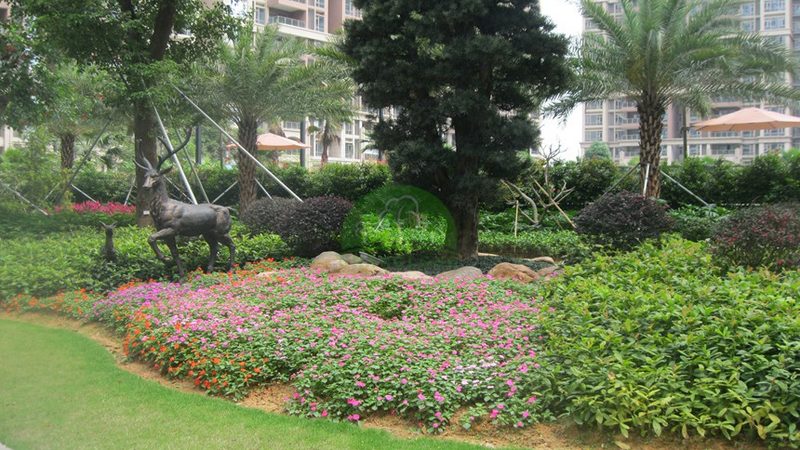 成都苗木种植技术：因地制宜的种植技巧解析